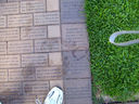Filename=Hawaii_Sept__2011_068.JPG
Filesize=82KiB
Dimensions=700x525
Date added=Oct 08, 2011 Hawaii_Sept__2011_068.JPG